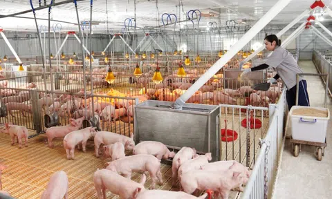 Lợi nhuận ngành chăn nuôi tăng vọt, doanh nghiệp Việt vẫn phải cạnh tranh giành thị phần từ FDI