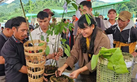'Tri thức dân gian về sâm Ngọc Linh' là Di sản Văn hóa phi vật thể quốc gia