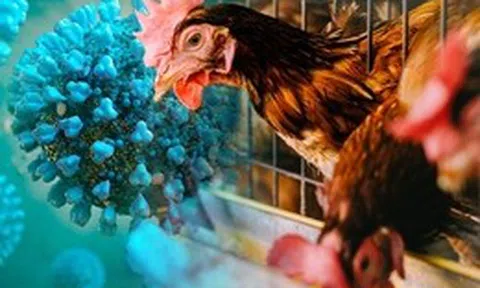 Hà Nội chủ động phòng, chống dịch bệnh cúm gia cầm lây sang người