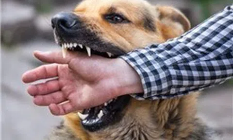 Cảnh báo nguy cơ bệnh dại gia tăng bởi thời tiết nắng nóng