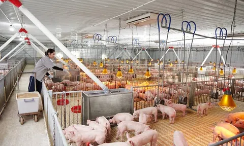 Doanh nghiệp chăn nuôi bội thu quý I nhờ giá heo tăng cao