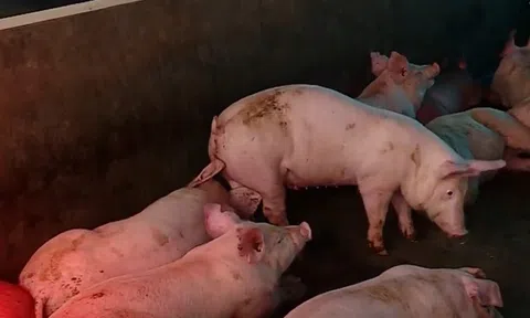 Đột xuất kiểm tra, phát hiện vi phạm tại cơ sở chăn nuôi ở Đà Nẵng