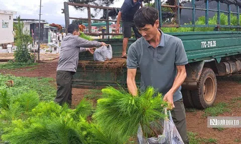 Gia Lai: Kiến tạo sinh kế từ “lá phổi xanh” Tây Nguyên