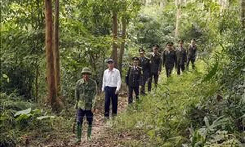 Việt Nam thuộc nhóm 'rủi ro thấp' trong Quy định chống phá rừng của EU