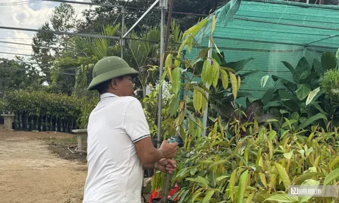Sốt cây giống cà phê: “Vàng thau lẫn lộn”, người trồng cần cẩn trọng