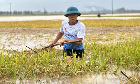 Hà Tĩnh: Hàng nghìn tấn lúa thiệt hại do lũ dâng