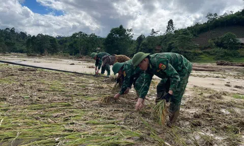 Bộ đội biên phòng giúp người dân thu hoạch lúa sau trận lũ quét