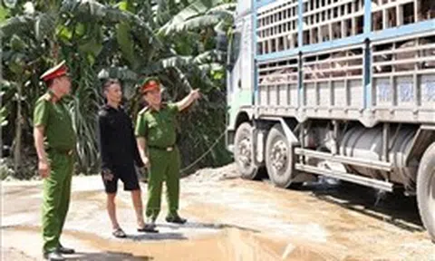 Cao điểm chống buôn lậu: Phát hiện xe tải chở 180 con lợn mắc dịch tả châu Phi đi tiêu thụ