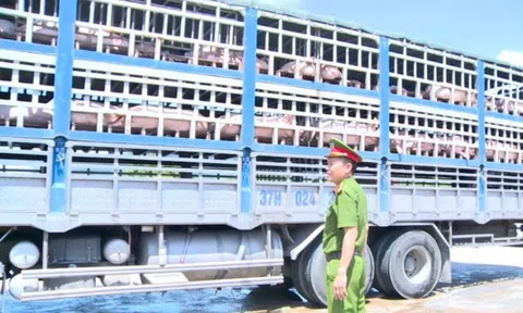 Vụ vận chuyển lợn dịch đi tiêu thụ: Chủ hàng khai mua qua mạng xã hội