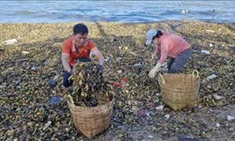 Ra quân nhặt rác làm sạch bãi biển Vũng Tàu