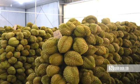 Công an Đắk Lắk vào cuộc bảo vệ thương hiệu sầu riêng Việt