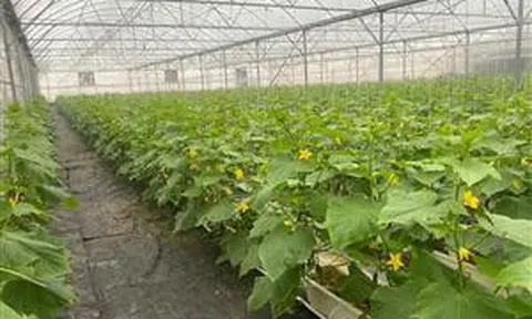 Bắc Ninh phát triển nông nghiệp công nghệ cao