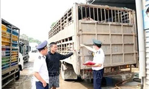 Một ngày phát hiện hai vụ vận chuyển động vật vi phạm quy định an toàn dịch bệnh