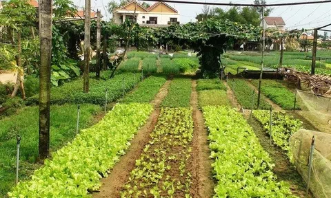 Điều kiện, chi phí tách thửa đất nông nghiệp theo quy định mới nhất nhà nông nên biết