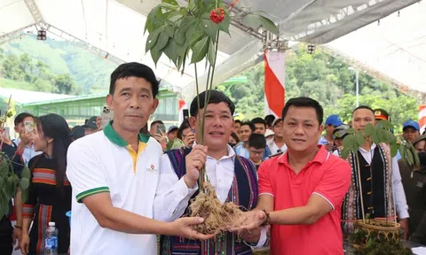 Quảng Nam muốn khẳng định thương hiệu Sâm Ngọc Linh trên bản đồ dược liệu thế giới