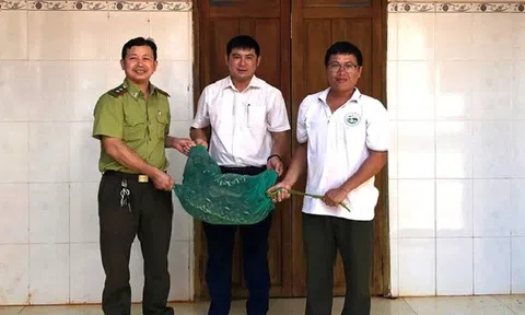 Phát hiện trăn gấm nặng 21kg vào nhà, người dân vây bắt giao cơ quan chức năng