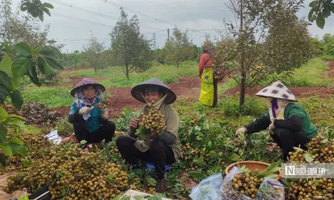 Làm chủ mùa vụ, nông dân Gia Lai hái trái ngọt quanh năm