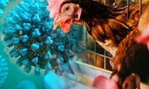Campuchia ghi nhận ca tử vong mới do cúm gia cầm H5N1