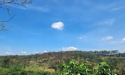 Sở Nội vụ Lâm Đồng đôn đốc xử lý vụ mất 57ha rừng
