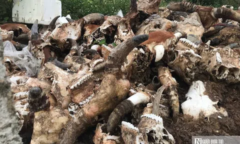Cận cảnh bãi tập kết hàng nghìn đầu trâu, bò bốc mùi hôi thối giữa thành phố