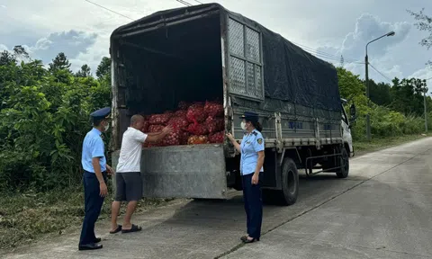 Thu giữ và tiêu hủy gần 17 tấn ngao, hàu từ Móng Cái vào nội địa tiêu thụ