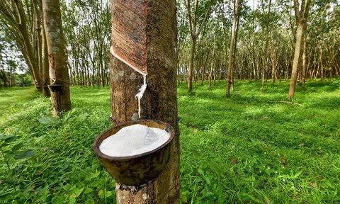 Phát triển Đô thị và Khu công nghiệp Cao su Việt Nam (VRG) dự chi khoảng 91 tỷ đồng trả cổ tức