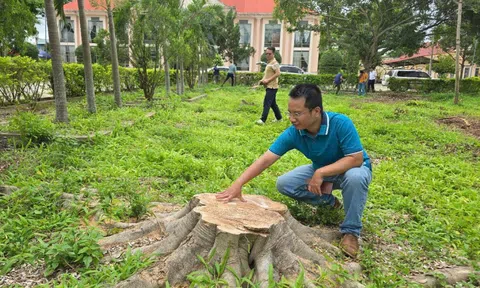 Hàng loạt cây xanh trong khuôn viên xã bị cưa hạ, bán làm củi