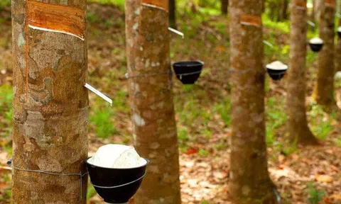 Cao su Tây Ninh (TRC) lên kế hoạch bán toàn bộ cổ phiếu quỹ với giá tối thiểu 51.000 đồng/cp