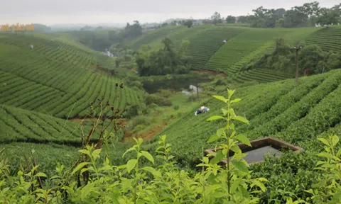 Người trà trà người