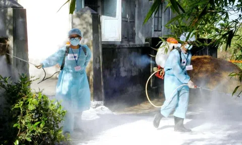 TP. Huế triển khai các biện pháp phòng, chống bệnh liên cầu lợn