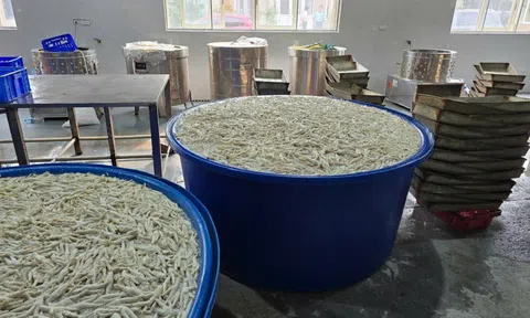 Phát hiện hàng tấn chân gà ngâm hóa chất trong kho đông lạnh chuẩn bị đưa ra thị trường