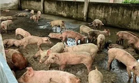 Thái Nguyên khẩn trương phòng chống dịch tả lợn châu Phi