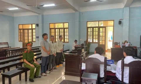 Chủ tịch công ty trồng rừng hầu tòa vì hủy hoại hơn 30.000m² rừng tự nhiên