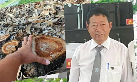 Vụ gần 2,6ha rừng phòng hộ ven biển bị đốn hạ ở Huế: Có dấu hiệu hình sự