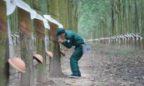 Cao su Tây Ninh (TRC) báo lãi bán niên 2025 tăng gấp 3,7 lần cùng kỳ