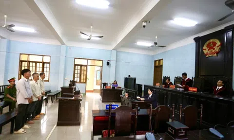 Tuyên án chủ tịch một công ty trồng rừng có hành vi phá rừng