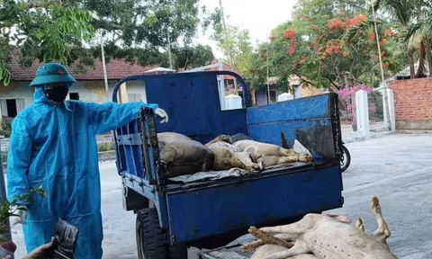 Đà Nẵng khoanh vùng, ngăn chặn sự lây lan dịch tả lợn châu Phi