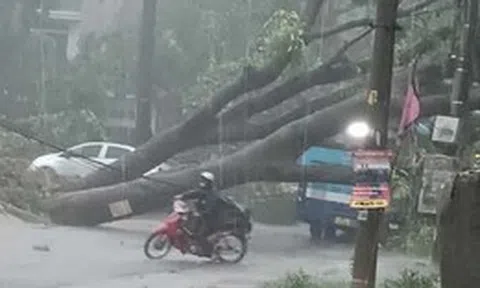 Hà Nội khẩn trương khắc phục hơn 940 cây đổ, gãy cành sau trận dông lớn