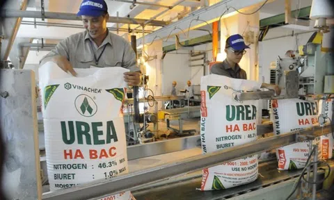 Đạm Hà Bắc (DBH) lãi 42 tỷ đồng trong quý II/2025 nhờ giá ure tăng