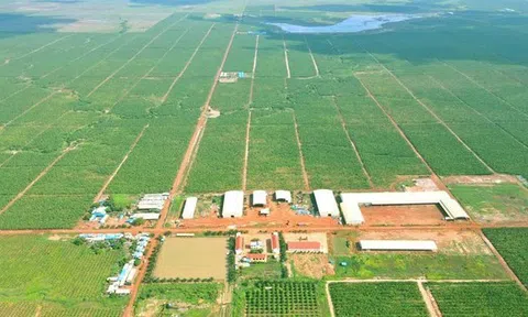 HAGL Agrico (HNG): Lãi gộp không đủ trả lãi vay, tiếp tục lỗ quý thứ 17