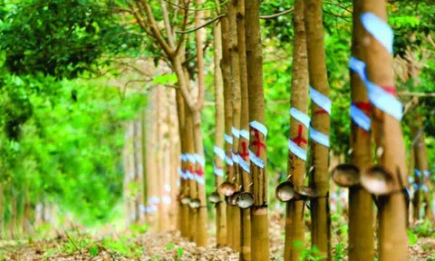 Cao su Phước Hoà (PHR) sắp chi hơn 182 tỷ đồng trả cổ tức tiền mặt, tỷ lệ 13,5%