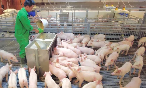 Doanh nghiệp chăn nuôi bứt phá ngoạn mục trong quý II/2025