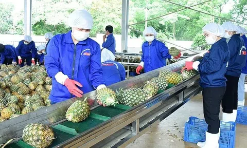 Ngành dứa Việt Nam hướng tới mục tiêu tỷ đô: Thách thức và cơ hội