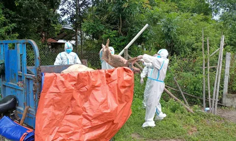 Miền Trung tập trung khống chế, dập dịch tả lợn, bảo vệ sinh kế nông dân