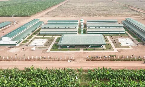 Bầu Đức trồng sầu riêng, 'vua thép' Trần Đình Long nuôi gà: Làn sóng đầu tư nông nghiệp quy mô lớn của các tỷ phú Việt
