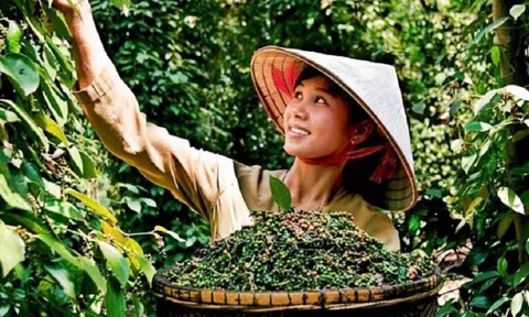 Giá tiêu giảm 17% trong quý II, nghịch lý xuất khẩu: giảm lượng nhưng kim ngạch tăng 34%