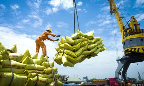 Việt Nam vươn lên vị trí á quân xuất khẩu gạo thế giới