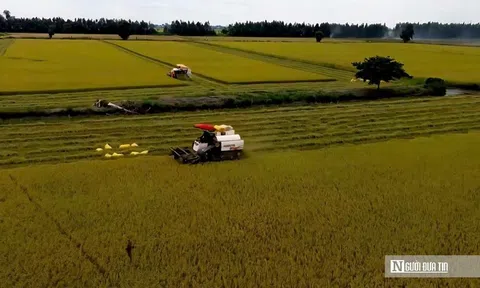 Vụ Hè thu ở đồng bằng sông Cửu Long: Nông dân vui ít, lo nhiều