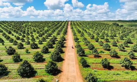Ngân hàng OCB và Tập đoàn Hoàng Anh Gia Lai hợp tác thúc đẩy kinh tế xanh