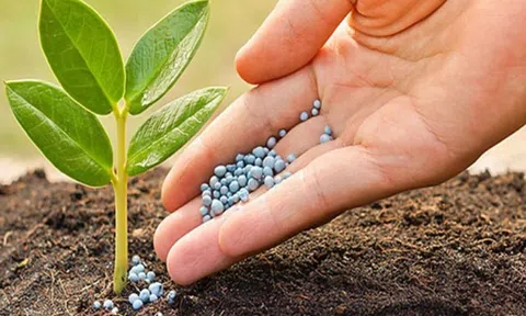 Ngành phân bón, hóa chất bùng nổ: Đạm Cà Mau, Đạm Phú Mỹ đã vượt xa kế hoạch lợi nhuận cả năm